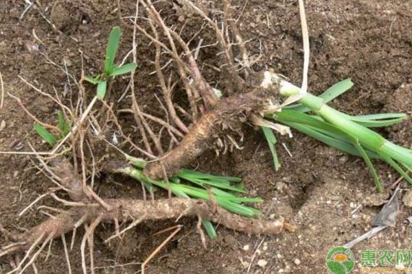 中药材知母的种植方法-图片版权归惠农网所有