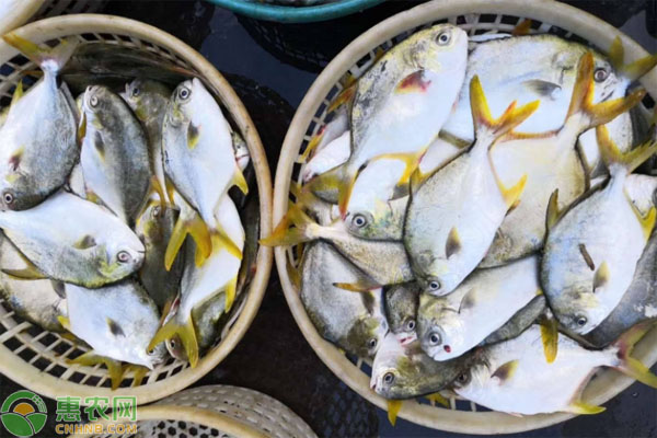 金鲳鱼的网箱养殖技术-图片版权归惠农网所有