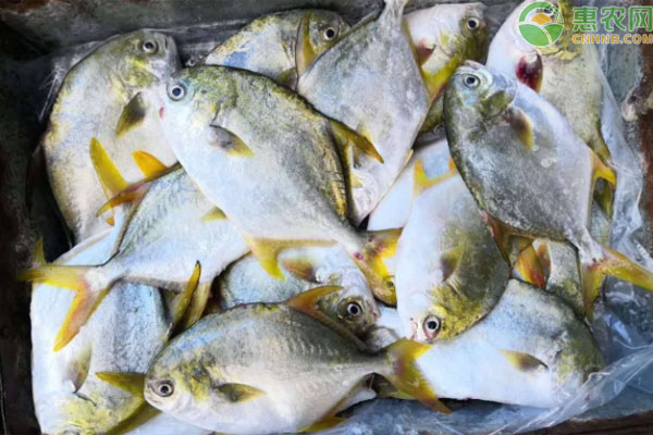 金鲳鱼的网箱养殖技术-图片版权归惠农网所有