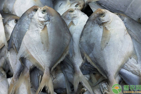 金鲳鱼的网箱养殖技术-图片版权归惠农网所有