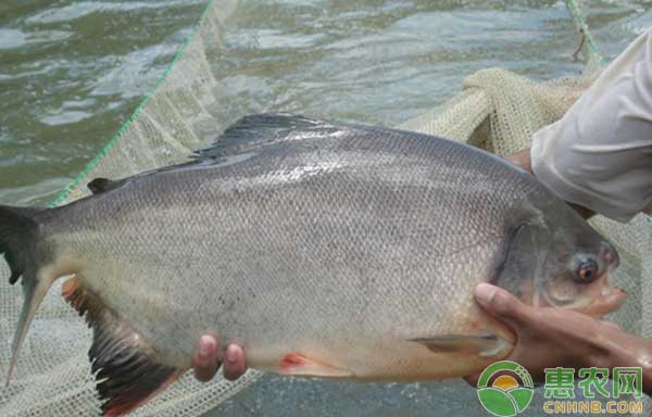 温泉水搭塑料大棚养殖淡水白鲳鱼技术 温泉水搭塑料大棚养殖淡水白鲳鱼技术-图片版权归惠农网所有