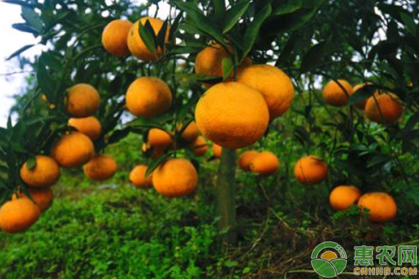 柑橘如何科学施肥？柑橘水肥管理要点-图片版权归惠农网所有