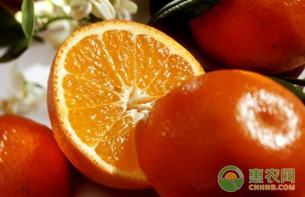 柑橘如何科学施肥？柑橘水肥管理要点-图片版权归惠农网所有