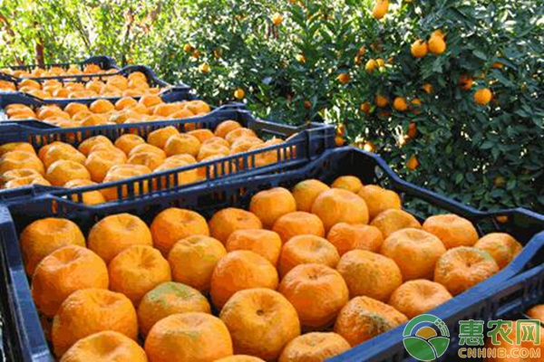 柑橘如何科学施肥？柑橘水肥管理要点-图片版权归惠农网所有