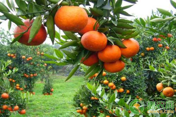 柑橘冬季管理技术-图片版权归惠农网所有