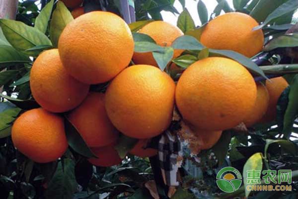 红美人柑橘怎么种？红美人柑橘种植技术-图片版权归惠农网所有
