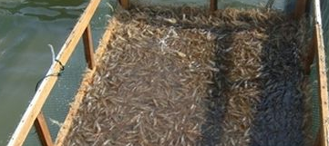 青虾池塘高效养技术-图片版权归惠农网所有