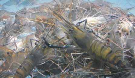 青虾池塘高效养技术-图片版权归惠农网所有