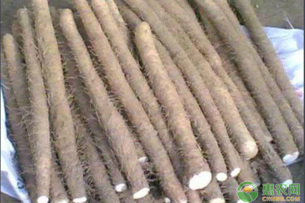 山药的种植方法和时间-图片版权归惠农网所有