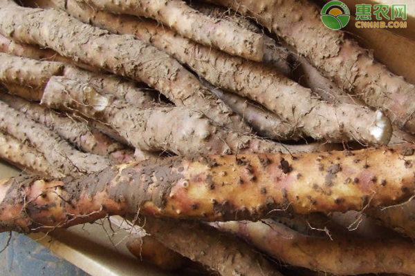 山药是几月份种植的？怎么种植？-图片版权归惠农网所有