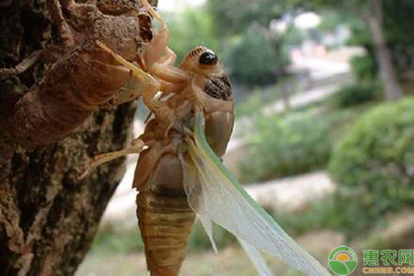 人工养殖金蝉如何选择蝉卵？-图片版权归惠农网所有
