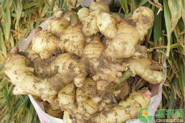 生姜几月份种合适?生姜种植需注意哪些要点?-图片版权归惠农网所有