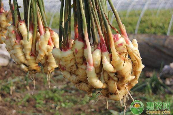 仔姜种植需注意哪些要点?-图片版权归惠农网所有