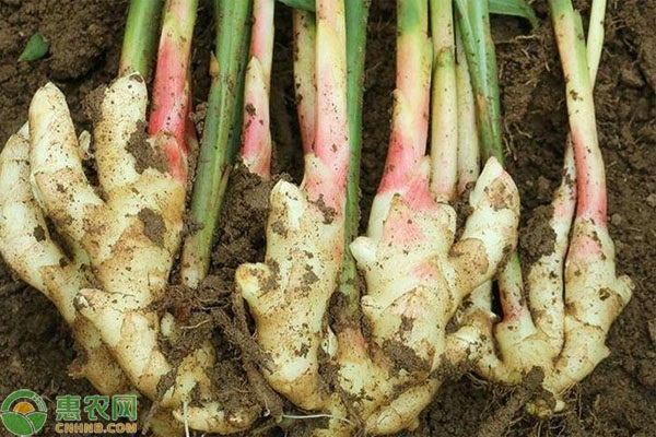 生姜种植技术的要点概括-图片版权归惠农网所有