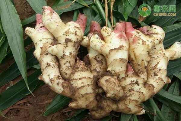 生姜种植技术的要点概括-图片版权归惠农网所有