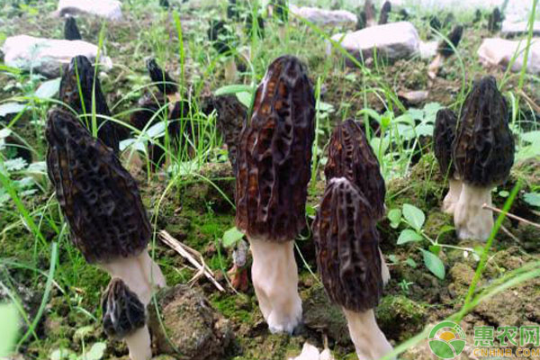 羊肚菌人工栽培高产管理技术-图片版权归惠农网所有
