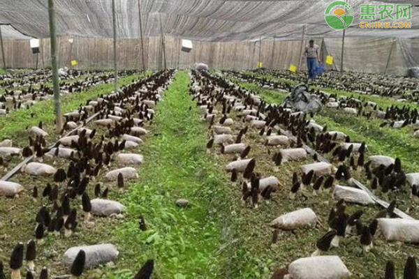 羊肚菌的人工种植方法-图片版权归惠农网所有