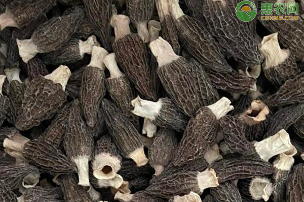 羊肚菌高产栽培技术-图片版权归惠农网所有