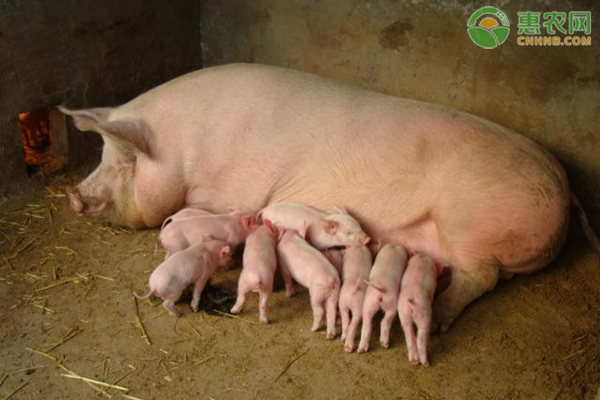母猪科学饲养技术-图片版权归惠农网所有
