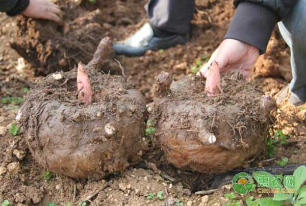 魔芋怎么管理？魔芋高产管理技术-图片版权归惠农网所有