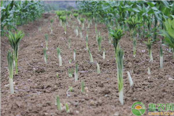 魔芋施肥技术-图片版权归惠农网所有
