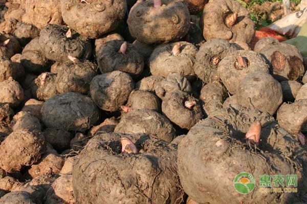 魔芋施肥技术-图片版权归惠农网所有