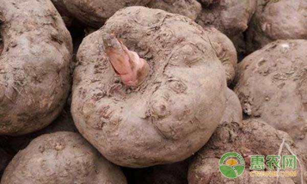 魔芋怎么种？魔芋高产种植技术-图片版权归惠农网所有