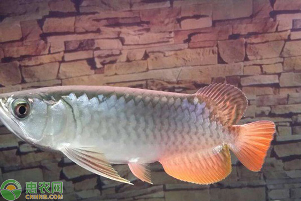 龙鱼的养殖方法-图片版权归惠农网所有