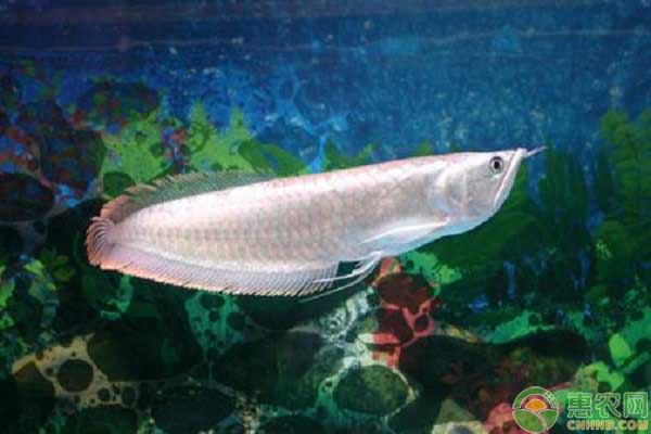 银龙鱼常见的病害有哪些？如何防治？-图片版权归惠农网所有