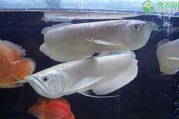 龙鱼的养殖方法-图片版权归惠农网所有