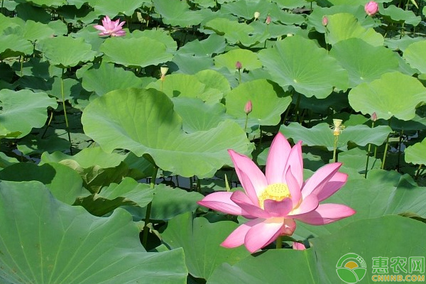 荷花怎么种植方法-图片版权归惠农网所有
