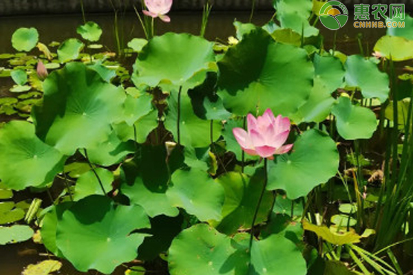 荷花怎么种植方法-图片版权归惠农网所有