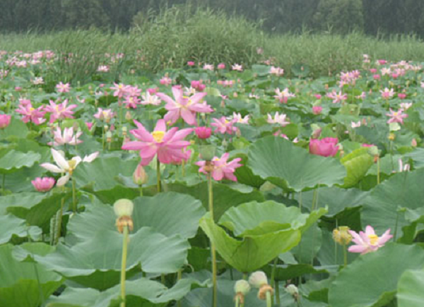 荷花怎么种植方法-图片版权归惠农网所有