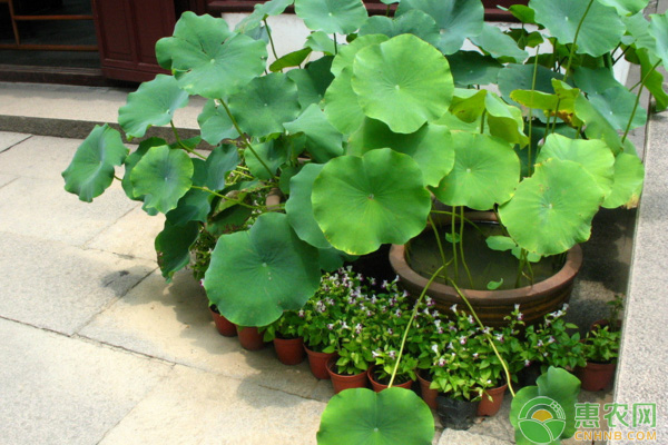 荷花什么时候开？如何养护？-图片版权归惠农网所有