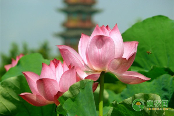 荷花什么时候开？如何养护？-图片版权归惠农网所有