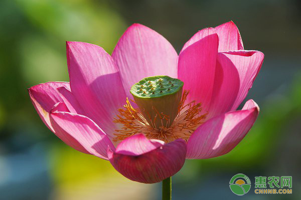 荷花什么时候开？如何养护？-图片版权归惠农网所有