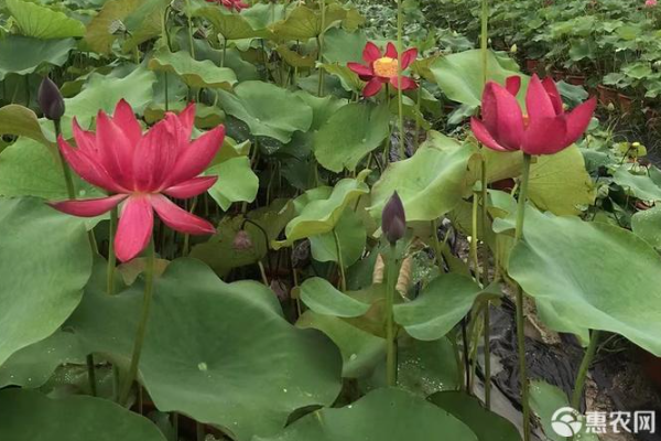 荷花种植的正确方法-图片版权归惠农网所有
