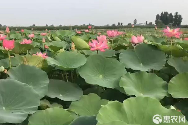 荷花种植的正确方法-图片版权归惠农网所有