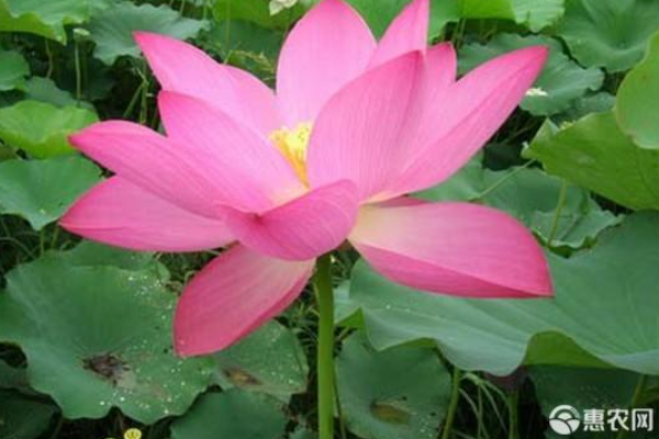 荷花种植的正确方法-图片版权归惠农网所有
