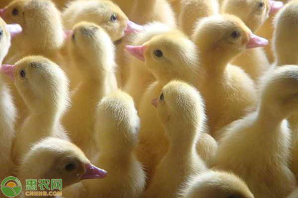 鸭种引进的注意事项-图片版权归惠农网所有