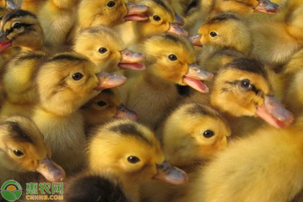鸭种引进的注意事项-图片版权归惠农网所有