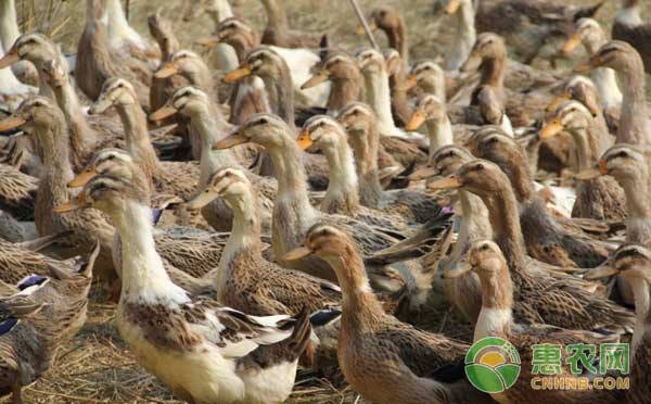 种鸭怎么选？种鸭选择方法-图片版权归惠农网所有