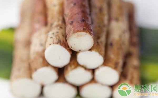 山药什么时候种植？山药优质高产种植栽培技术讲解-图片版权归惠农网所有