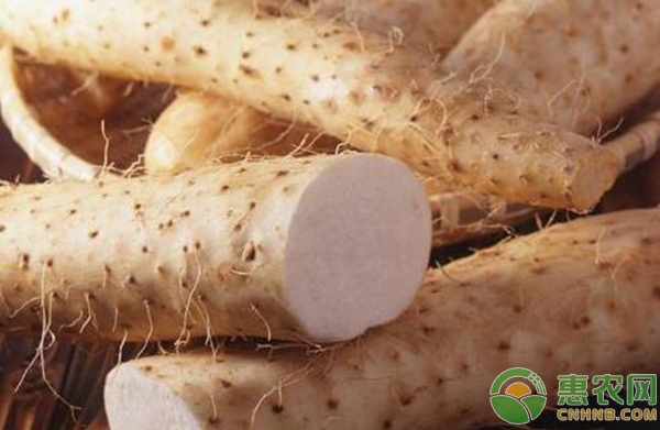 山药什么时候种植？山药优质高产种植栽培技术讲解-图片版权归惠农网所有