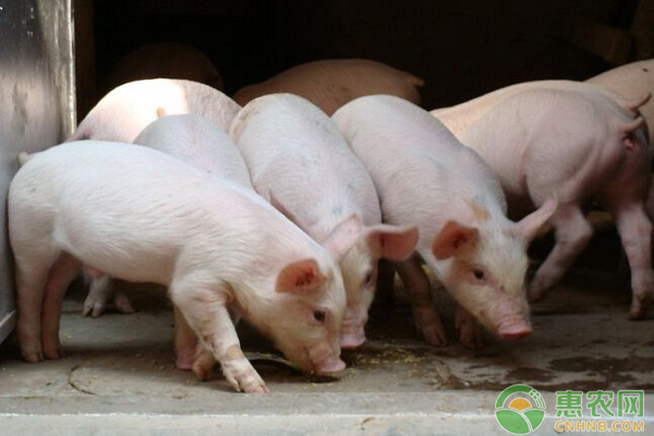 浅谈零排放生态养猪模式的发展前景-图片版权归惠农网所有