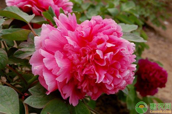 朱槿牡丹的修剪方法-图片版权归惠农网所有