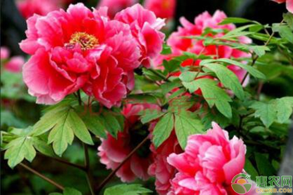 朱槿牡丹的修剪方法-图片版权归惠农网所有