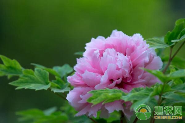 牡丹怎么种植？牡丹栽培大田管理技术详解-图片版权归惠农网所有