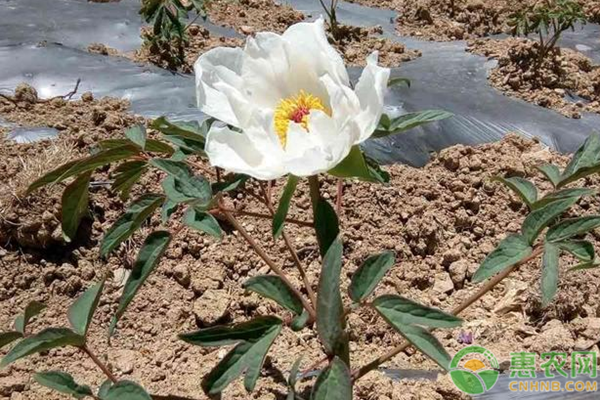 牡丹怎么种植？牡丹栽培大田管理技术详解-图片版权归惠农网所有