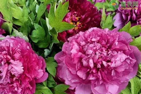 牡丹怎么种植？-图片版权归惠农网所有